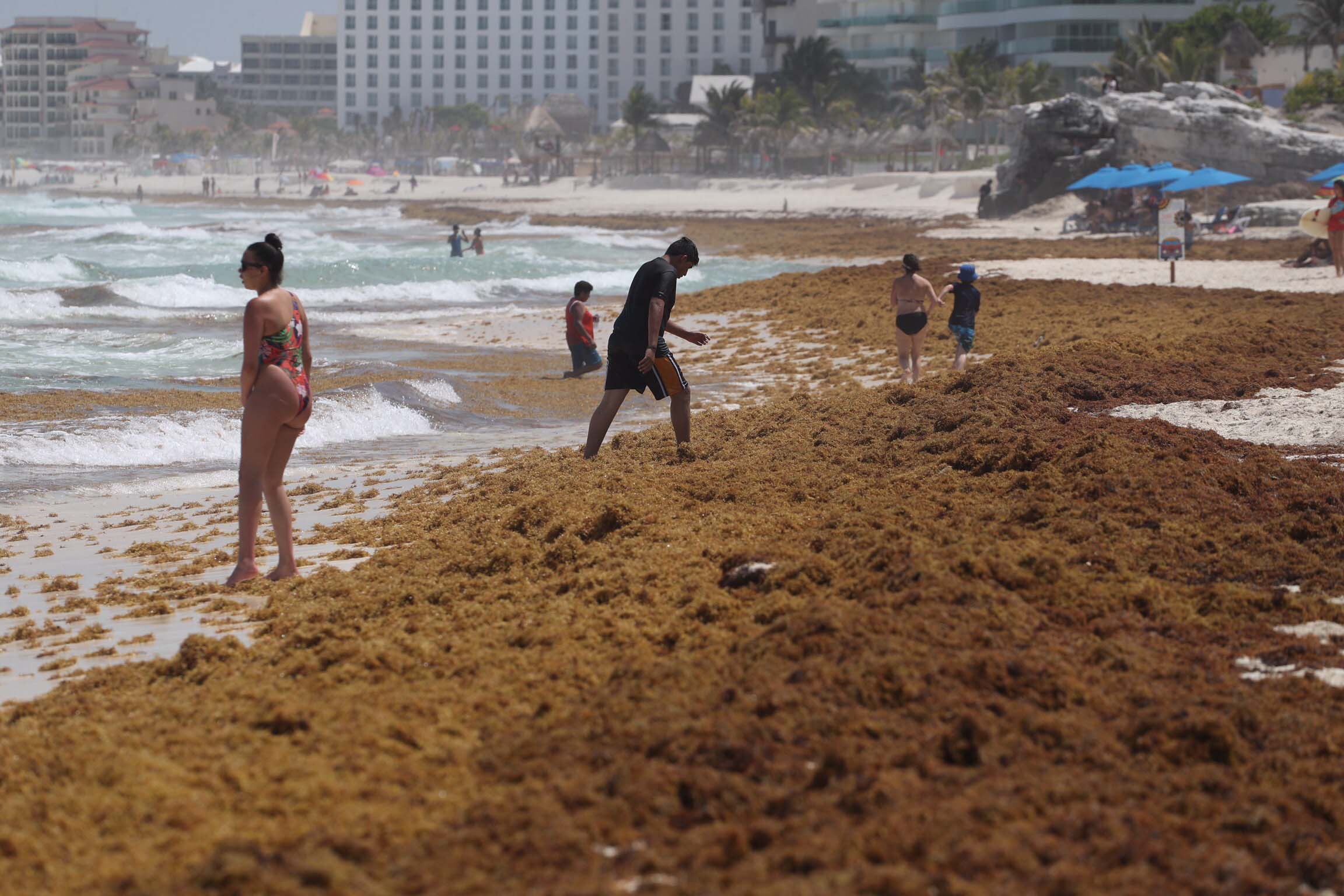 ¿De dónde viene el sargazo que invade el Caribe mexicano?