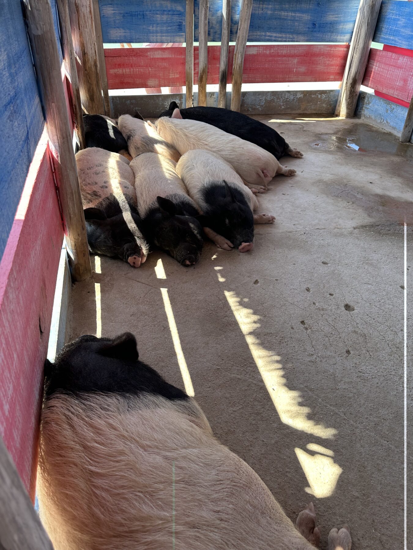 Lo nuevo en Pig beach, playa de cerditos en Yucatán