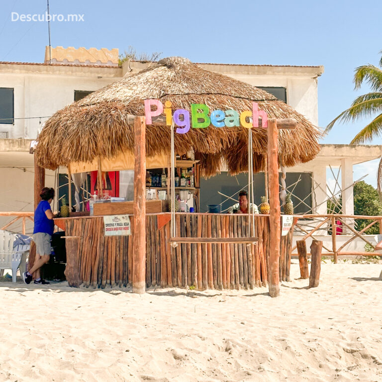 Lo nuevo en Pig beach, playa de cerditos en Yucatán
